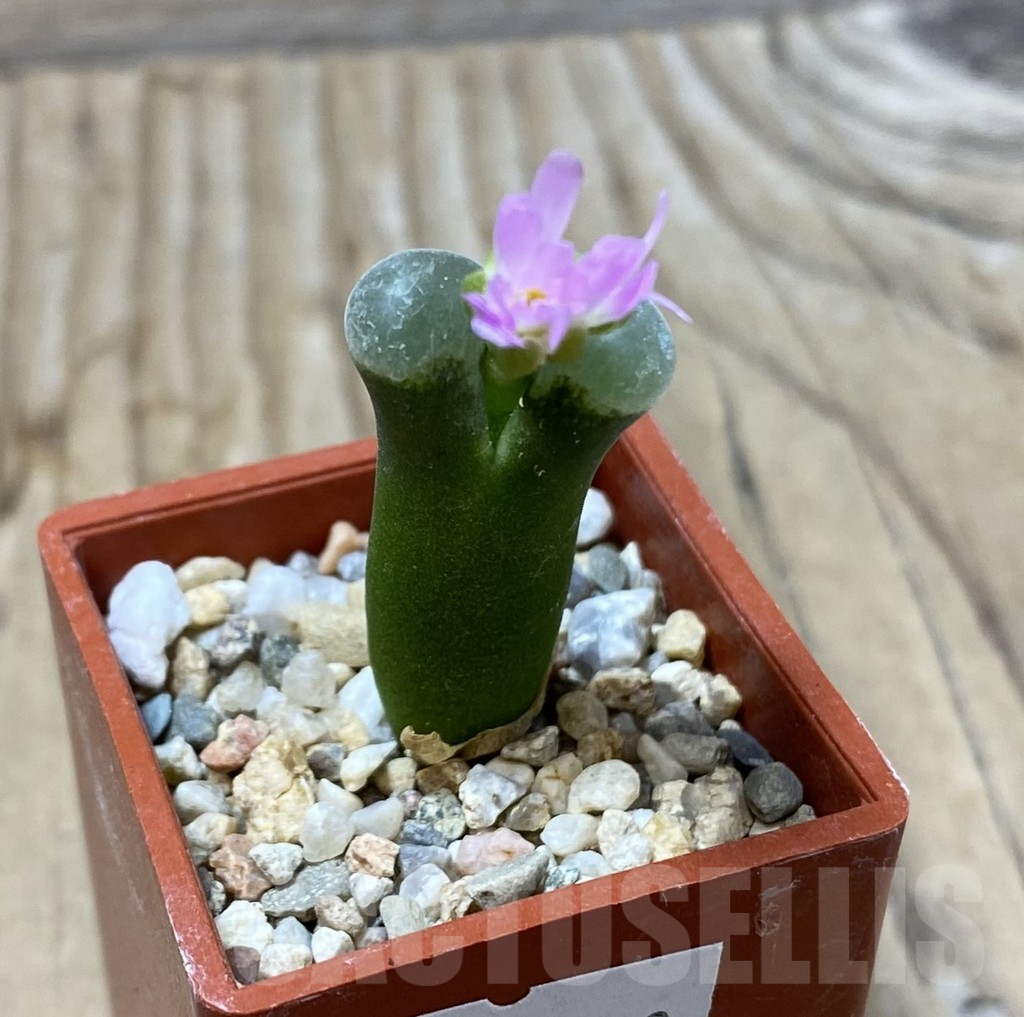 SHPR35488 Conophytum sp. COP 303-047 -Springbok- - Image 2