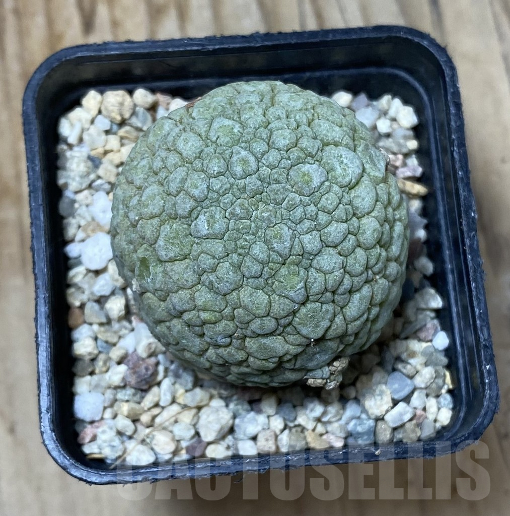 SHPR35518 Pseudolithos migiurtinus - Image 2
