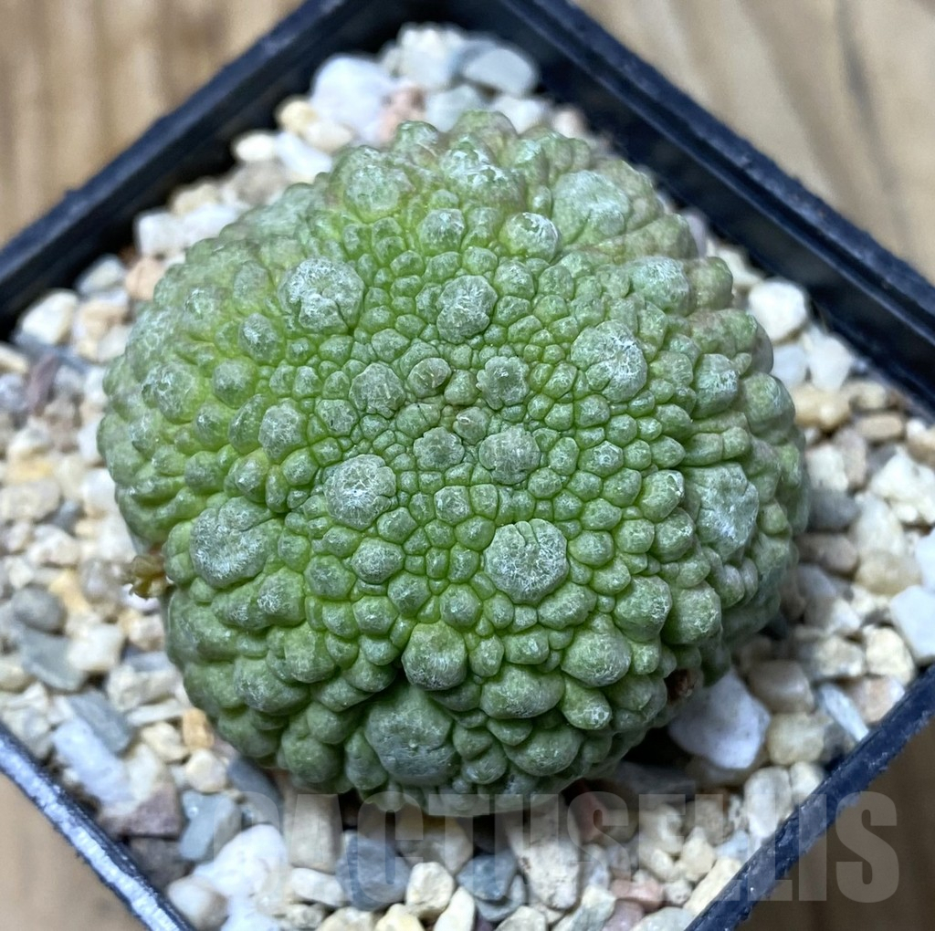 SHPR35519 Pseudolithos migiurtinus