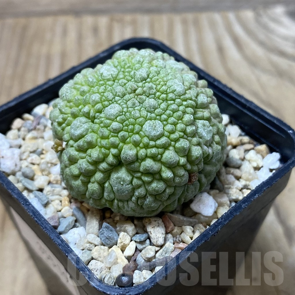 SHPR35519 Pseudolithos migiurtinus - Image 2