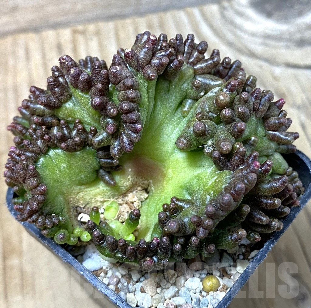 SHPR35520 Mammillaria bocasana ‘Fred’ f.cristata