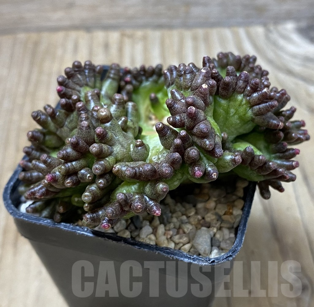 SHPR35520 Mammillaria bocasana ‘Fred’ f.cristata - Image 2