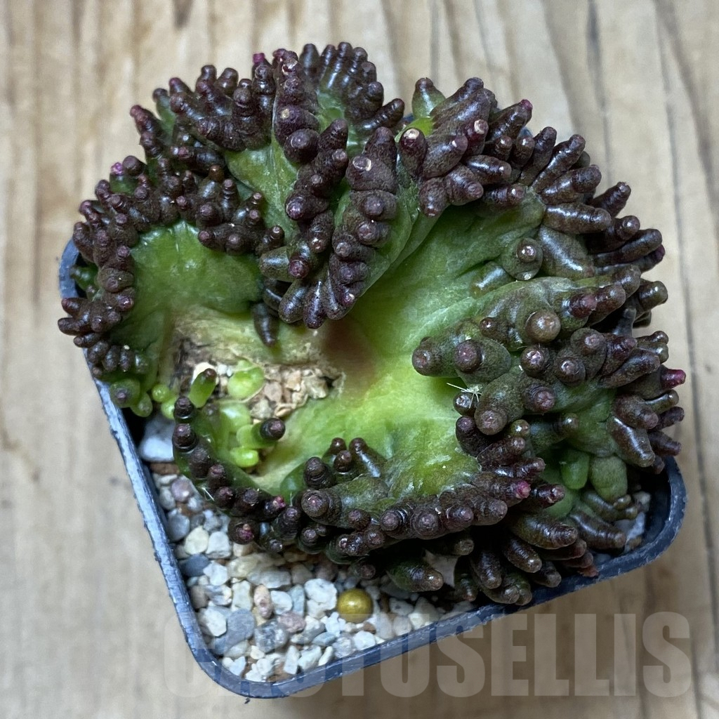 SHPR35520 Mammillaria bocasana ‘Fred’ f.cristata - Image 3