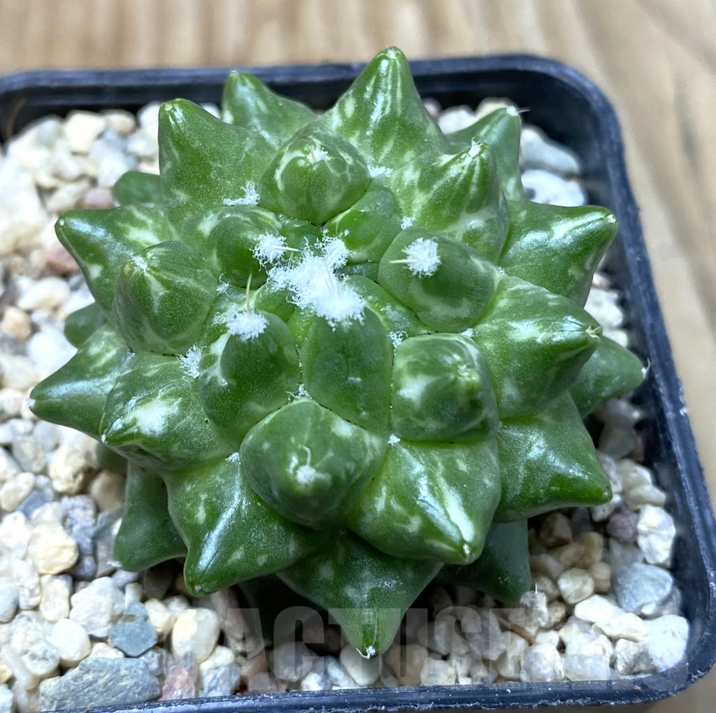 SHPR35521 Mammillaria bucareliensis ‘Erusamu’ f. variegata