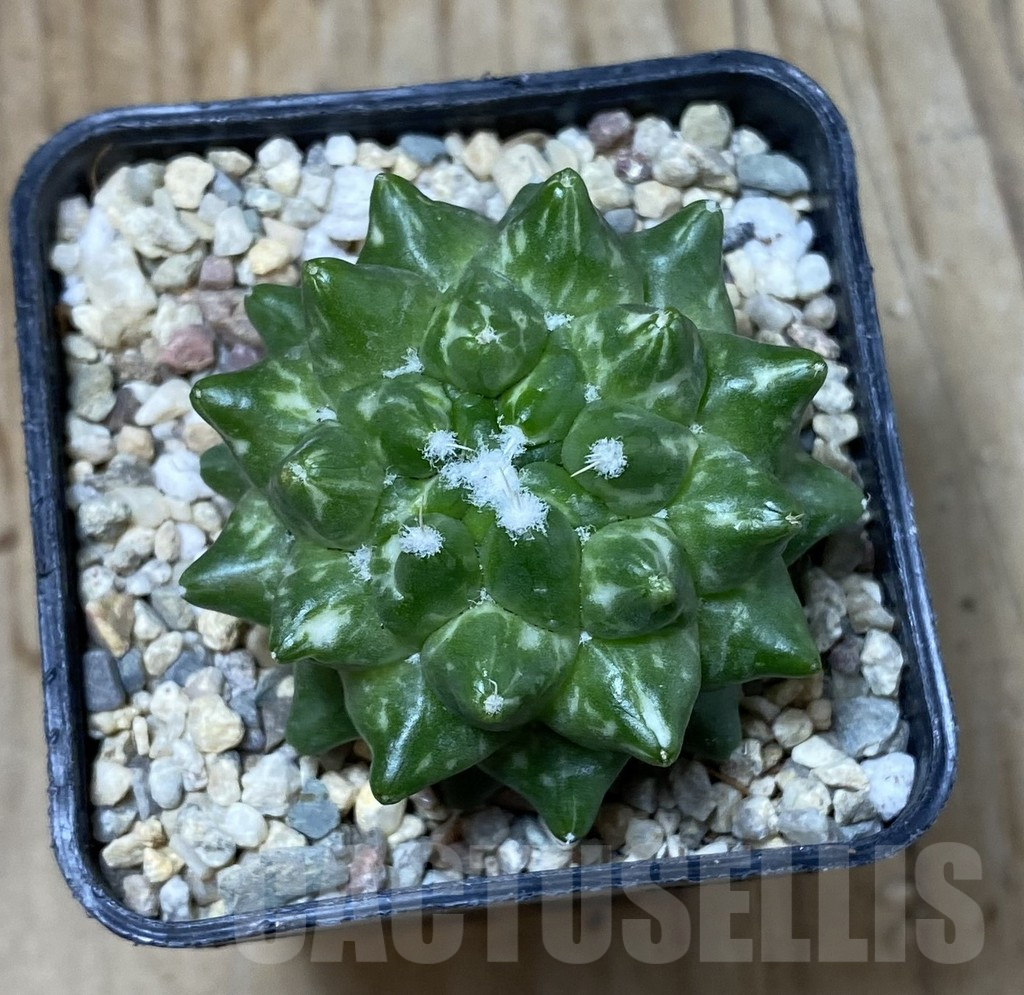 SHPR35521 Mammillaria bucareliensis ‘Erusamu’ f. variegata – Image 2