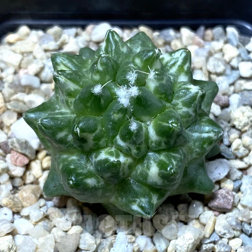 SHPR35522 Mammillaria bucareliensis ‘Erusamu’ f. variegata