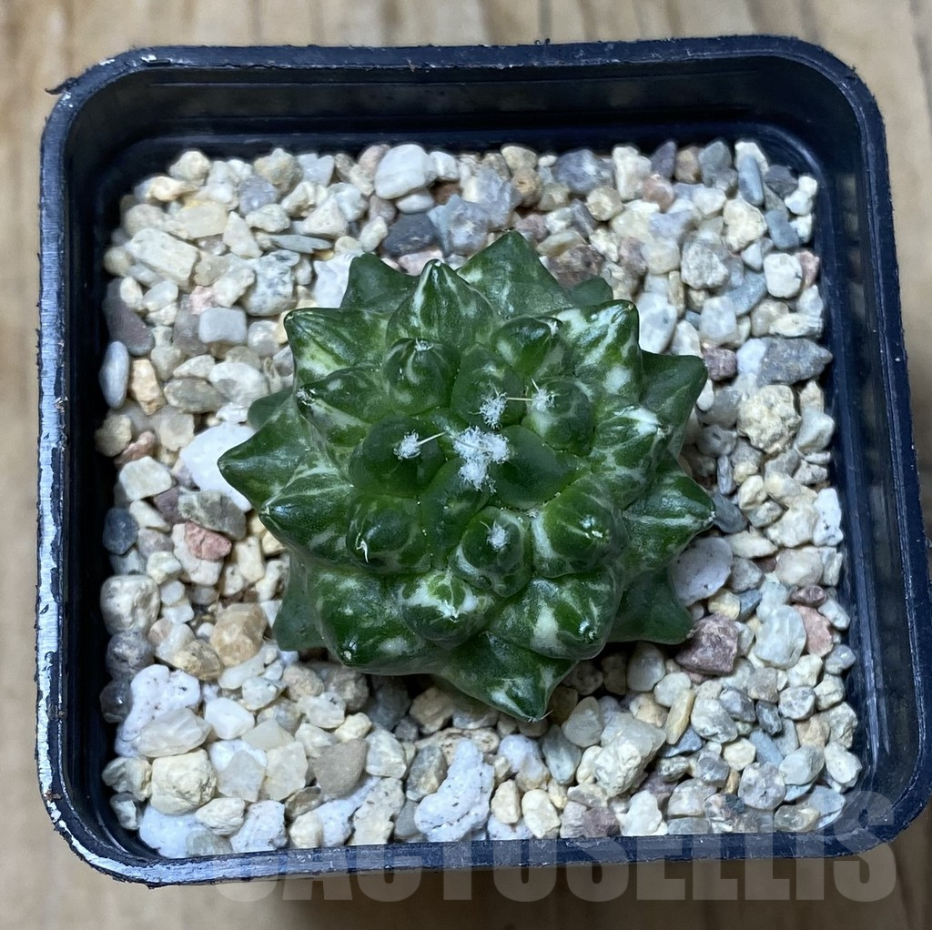 SHPR35522 Mammillaria bucareliensis ‘Erusamu’ f. variegata - Image 2