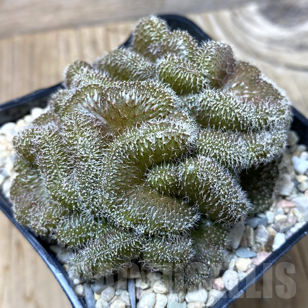 SHPR35524 Setiechinopsis mirabilis f. cristata