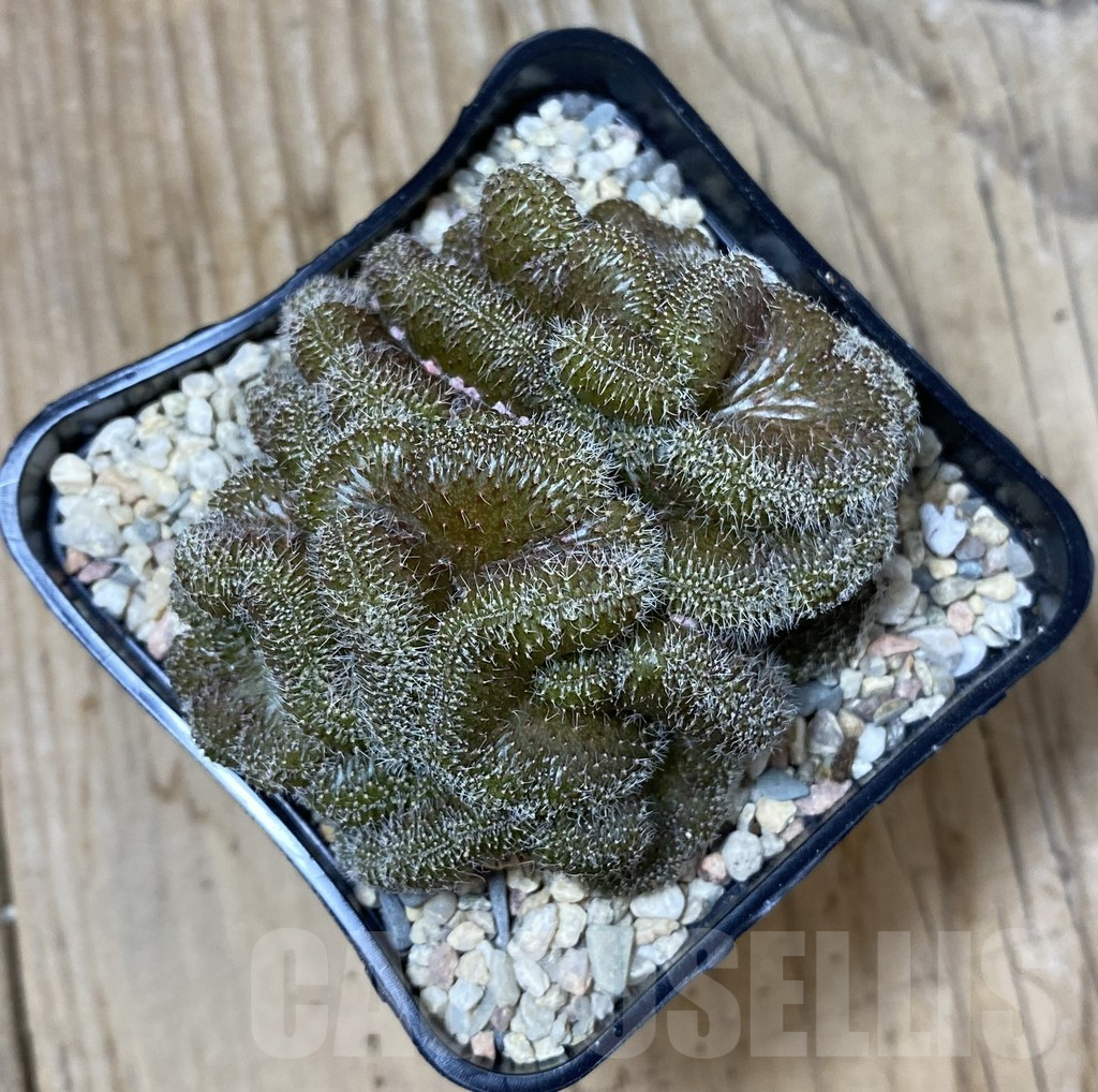 SHPR35524 Setiechinopsis mirabilis f. cristata - Imagen 2