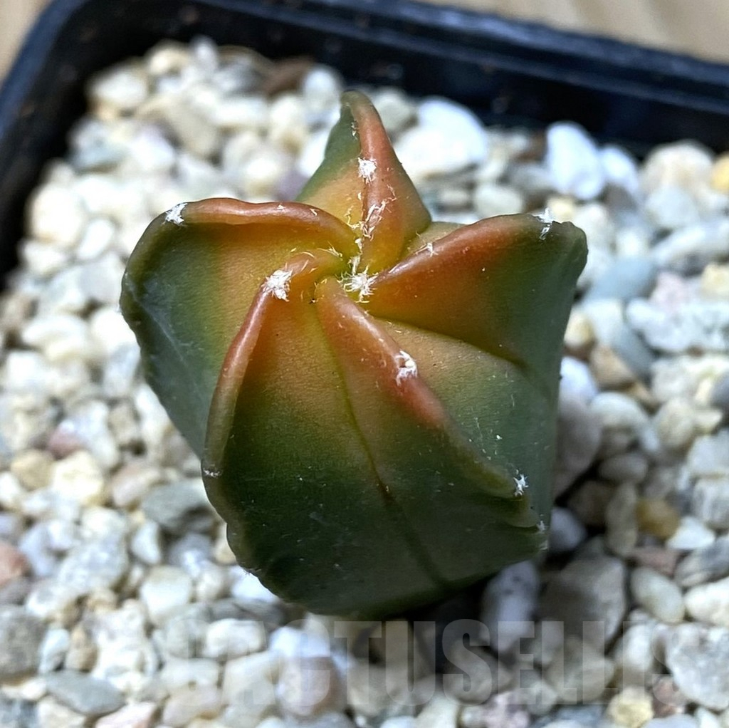 SHPR35527 Astrophytum myriostigma f. variegata