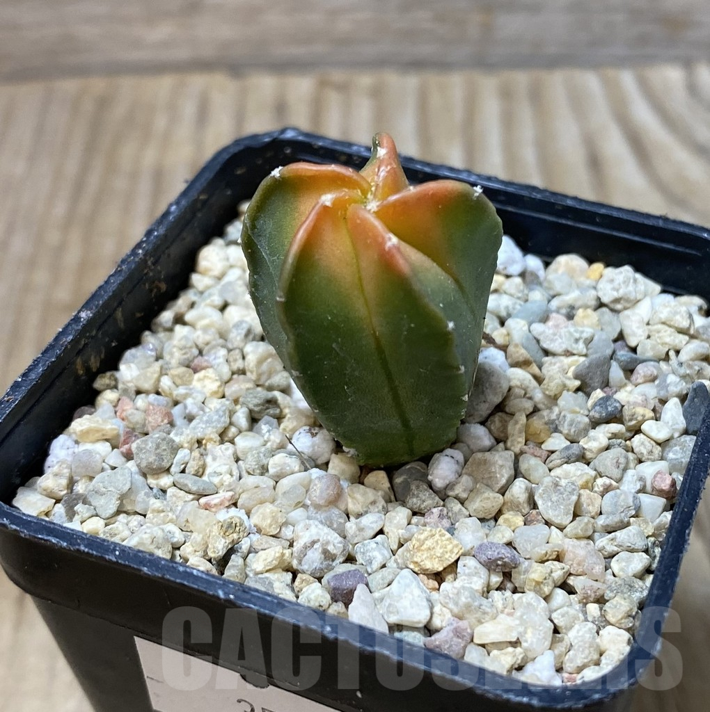 SHPR35527 Astrophytum myriostigma f. variegata - 画像 (2)