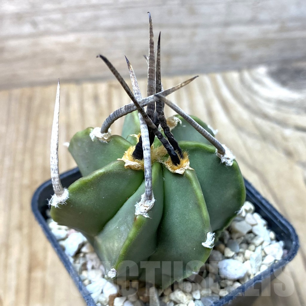 SHPR35528 Astrophytum crassispinum 'Taiho' hybrid