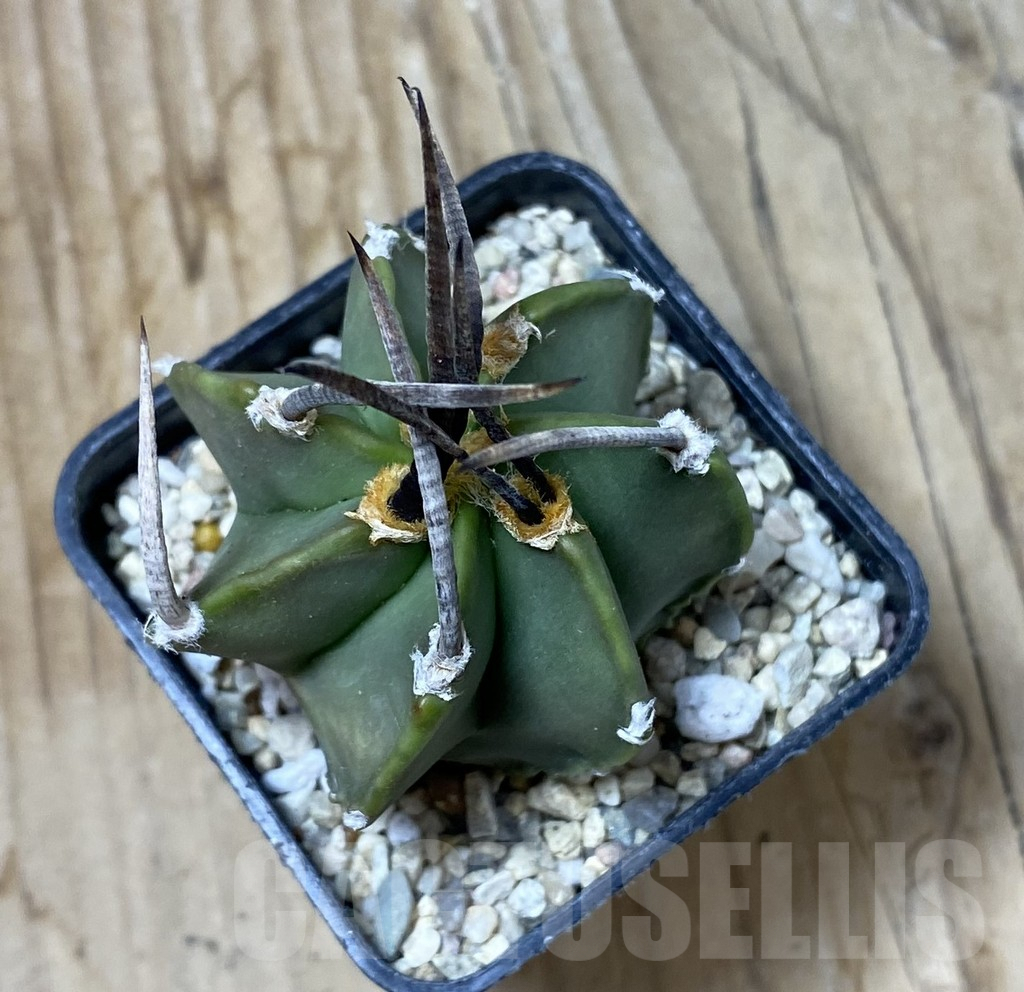 SHPR35528 Astrophytum crassispinum 'Taiho' hybrid - Image 2