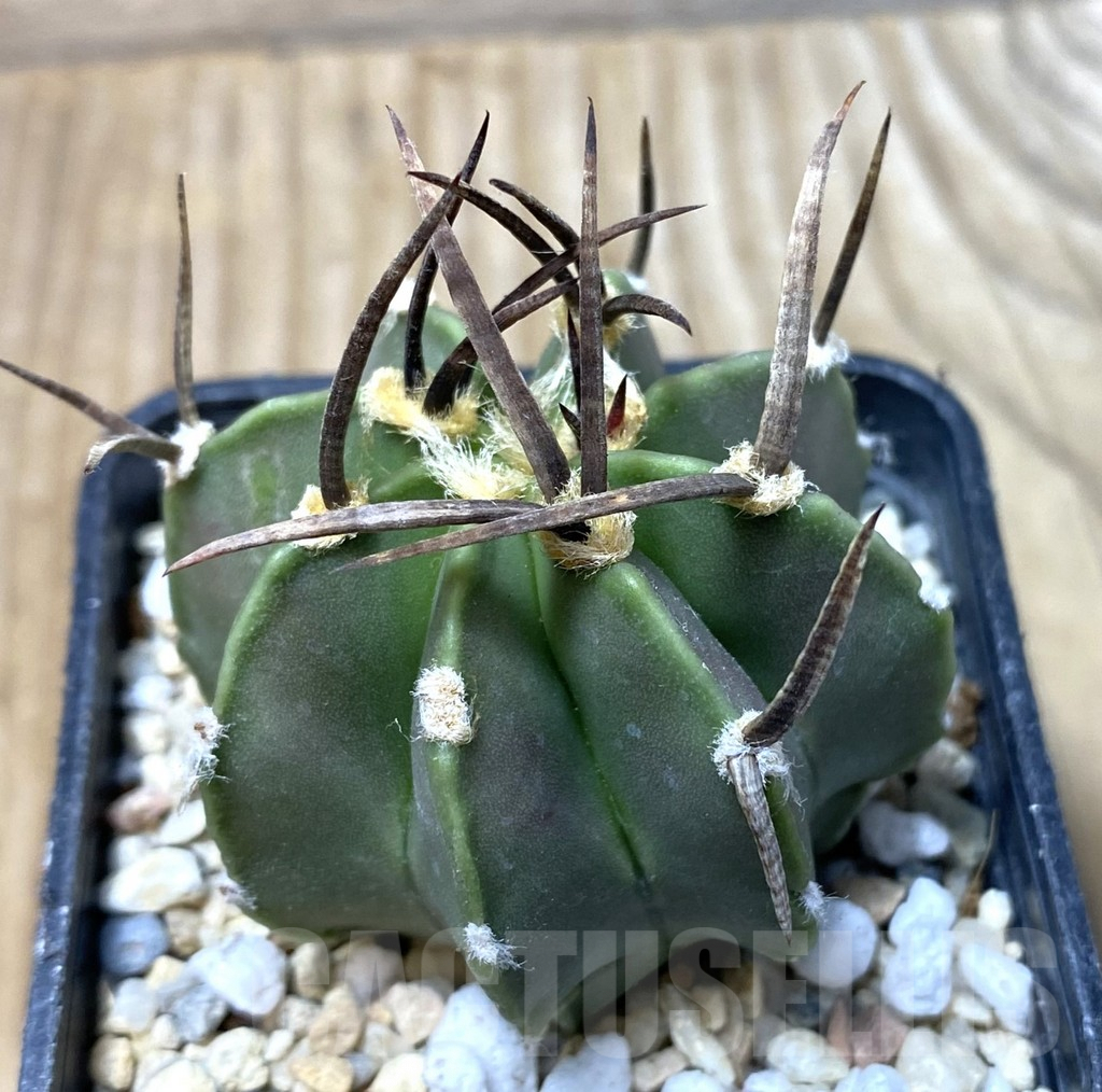 SHPR35529 Astrophytum crassispinum 'Taiho' hybrid