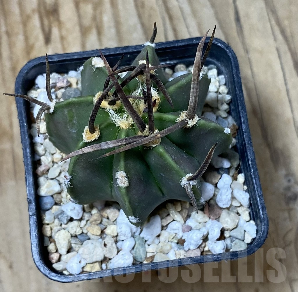 SHPR35529 Astrophytum crassispinum 'Taiho' hybrid - 画像 (2)