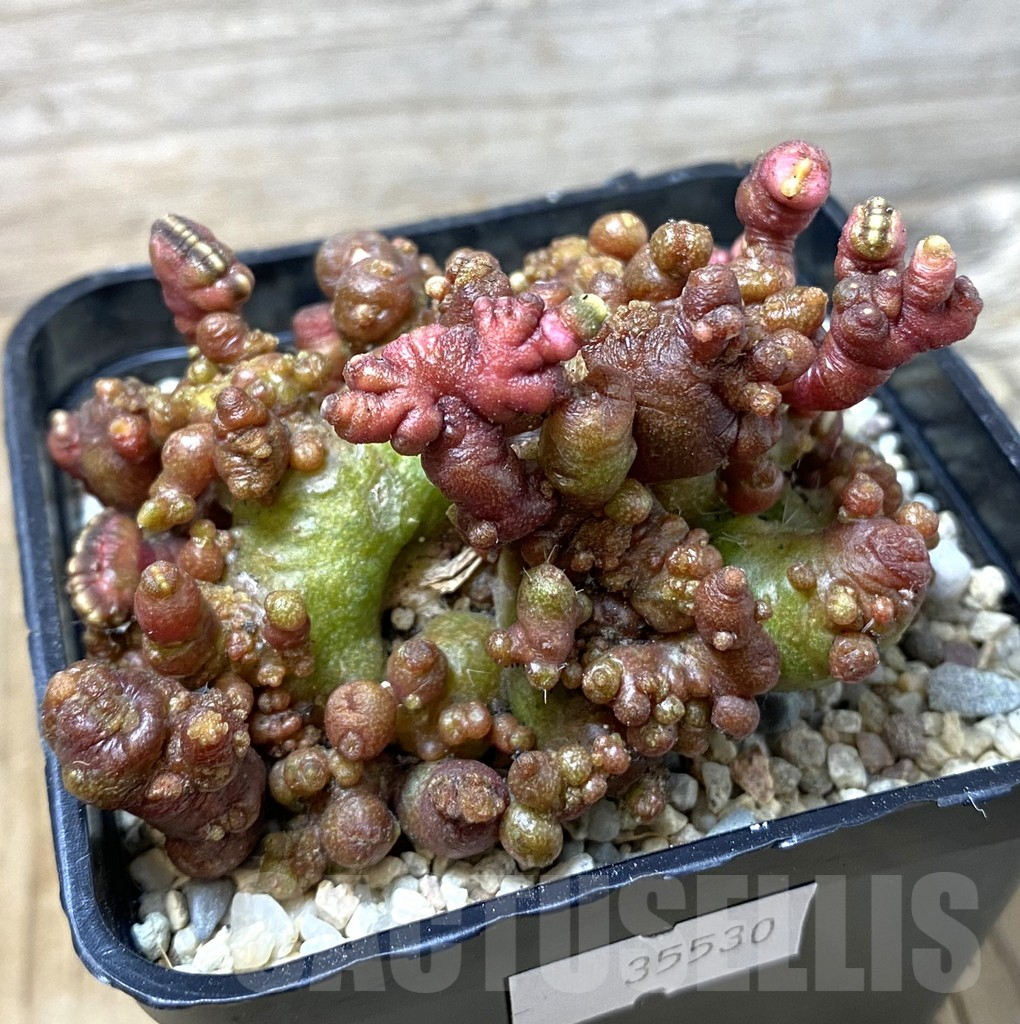 SHPR35530 Echinopsis ‘Chocolate’ f. cristata