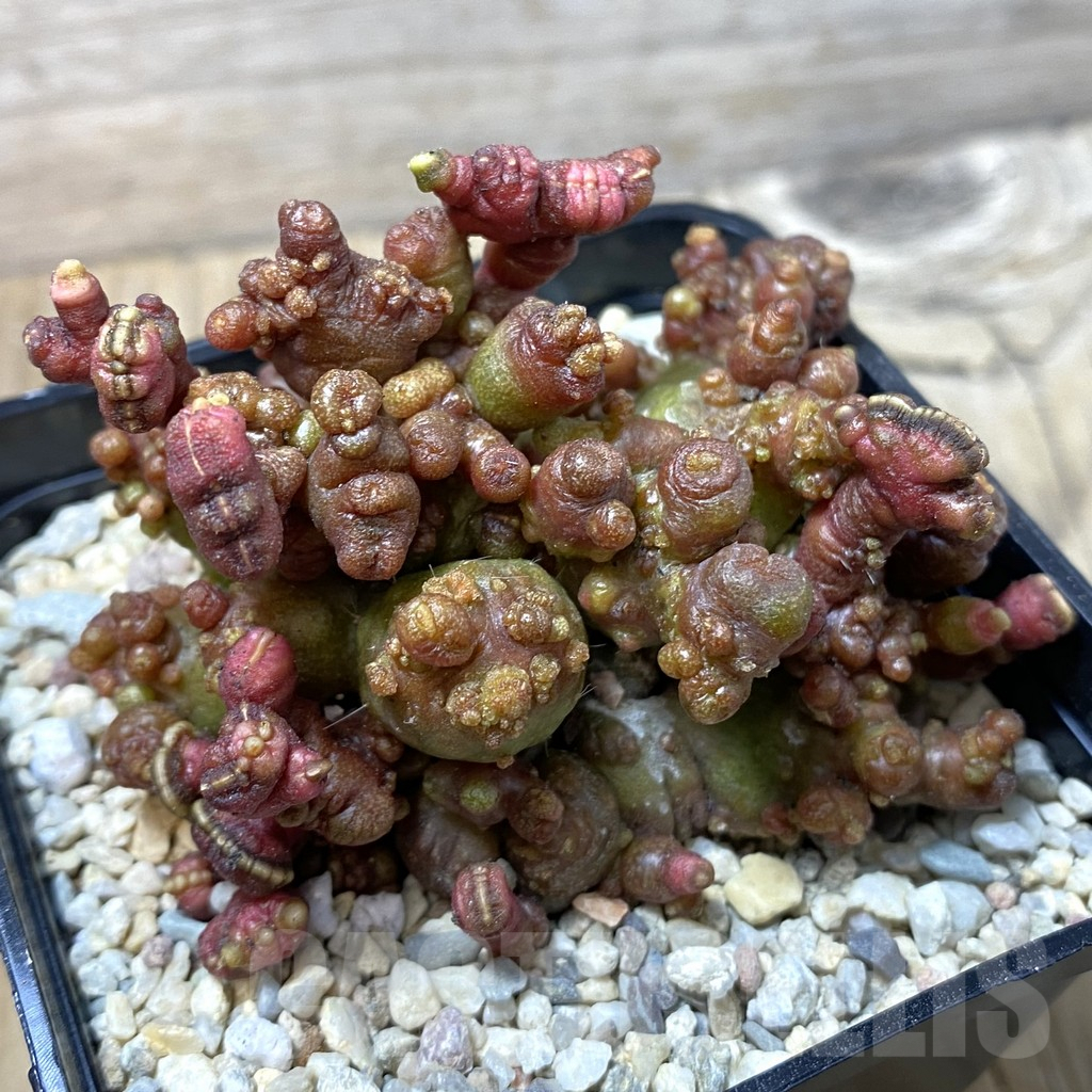 SHPR35530 Echinopsis ‘Chocolate’ f. cristata - Image 2