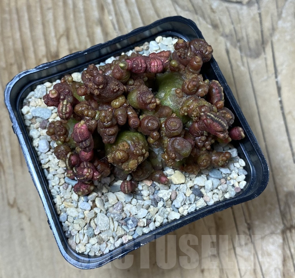 SHPR35530 Echinopsis ‘Chocolate’ f. cristata - Image 3