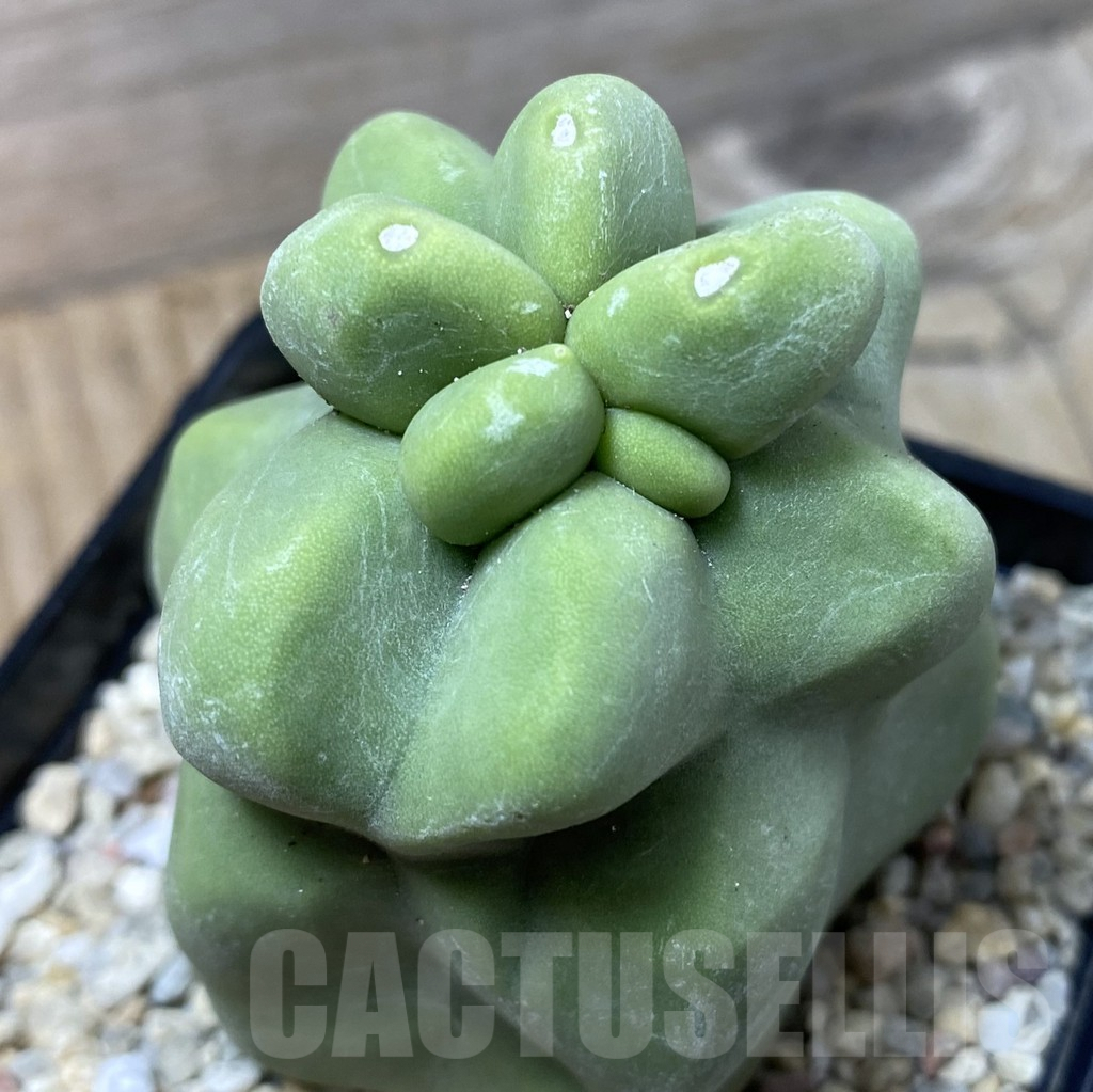 SHPR35533 Lophocereus schottii f. monstruosa