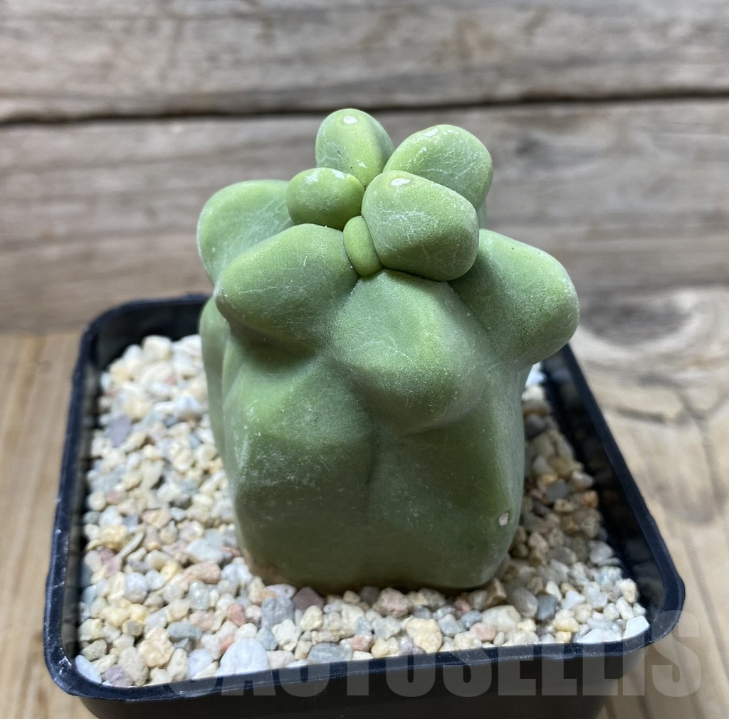 SHPR35533 Lophocereus schottii f. monstruosa - Image 2