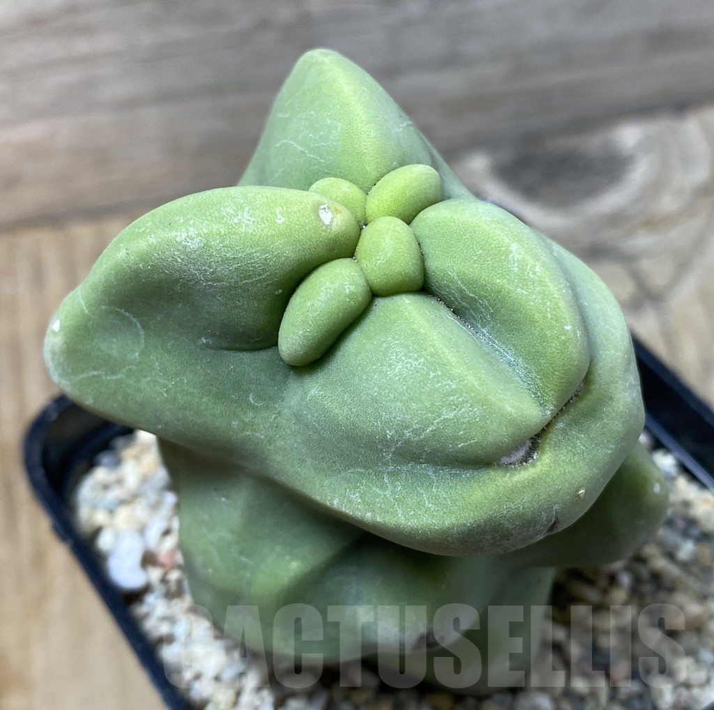 SHPR35534 Lophocereus schottii f. monstruosa