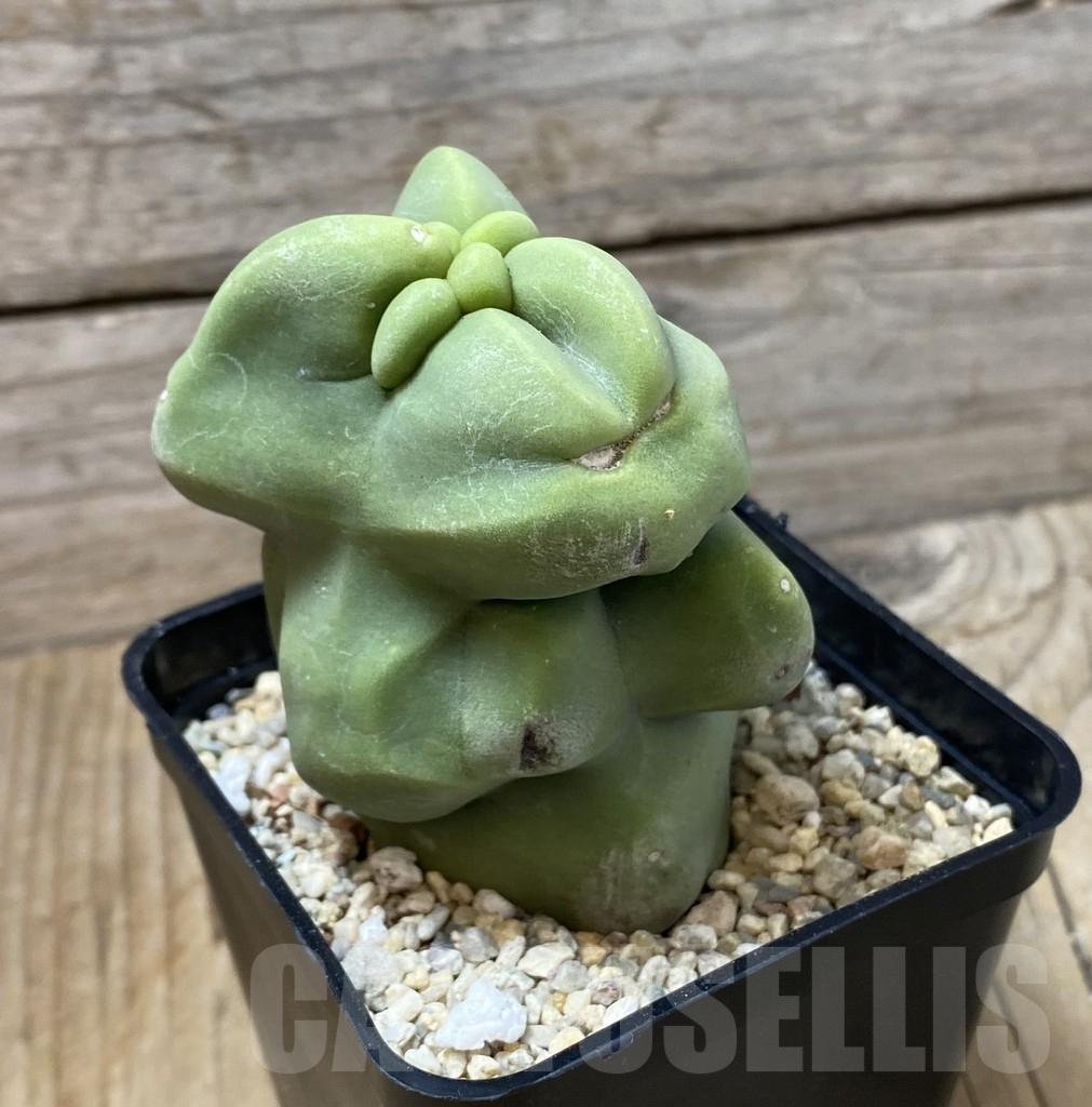 SHPR35534 Lophocereus schottii f. monstruosa - Image 2