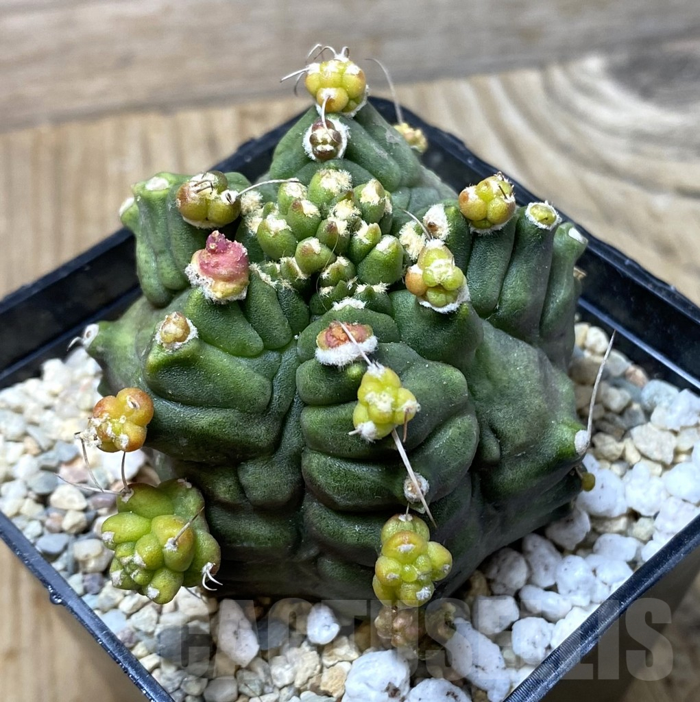 SHPR35536 Gymnocalycium mihanovichii ‘Transformer’