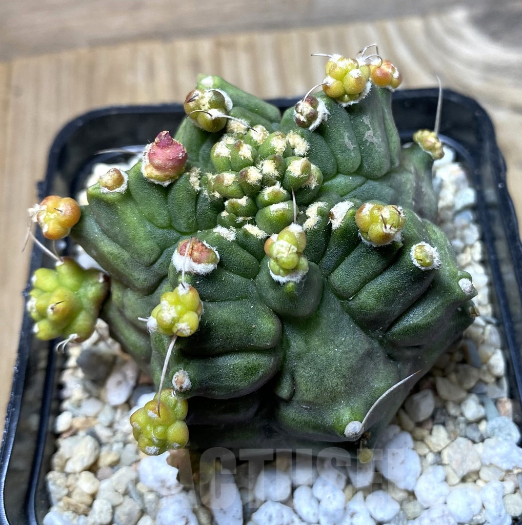 SHPR35536 Gymnocalycium mihanovichii ‘Transformer’ - Image 2