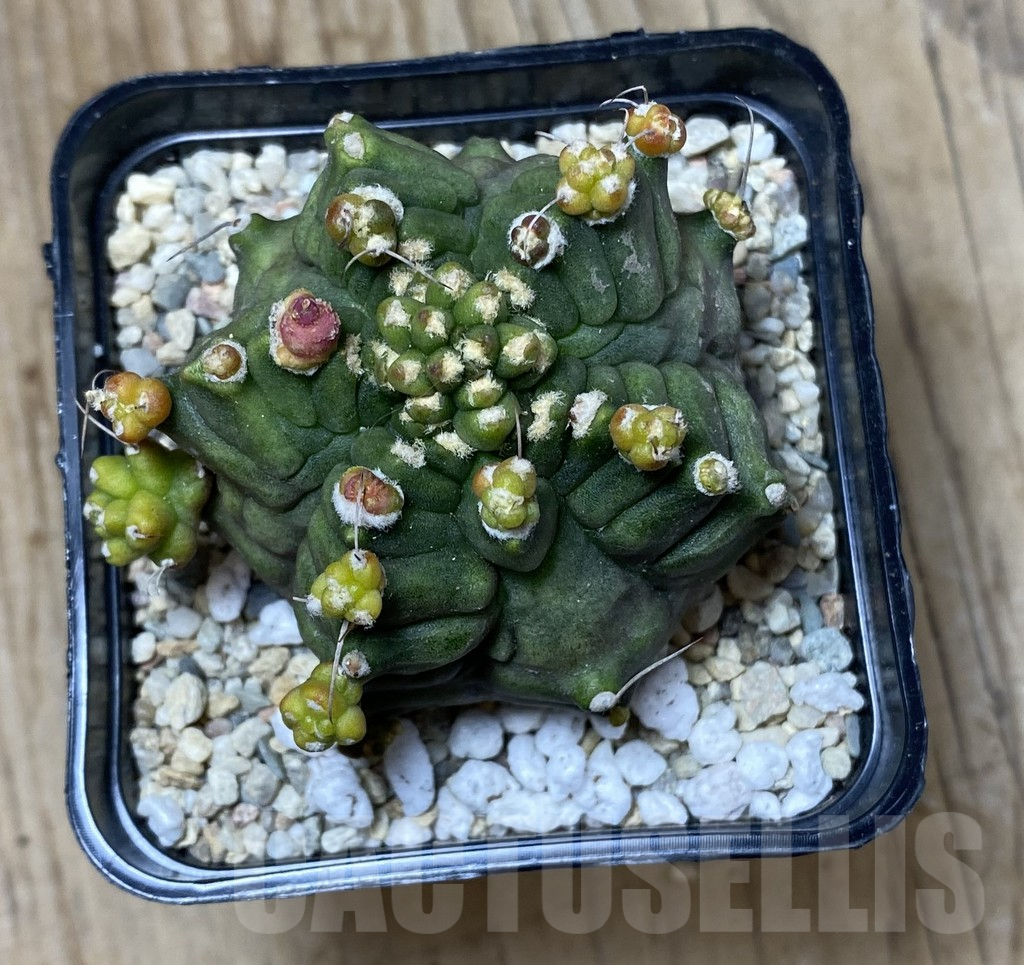 SHPR35536 Gymnocalycium mihanovichii ‘Transformer’ - Image 3