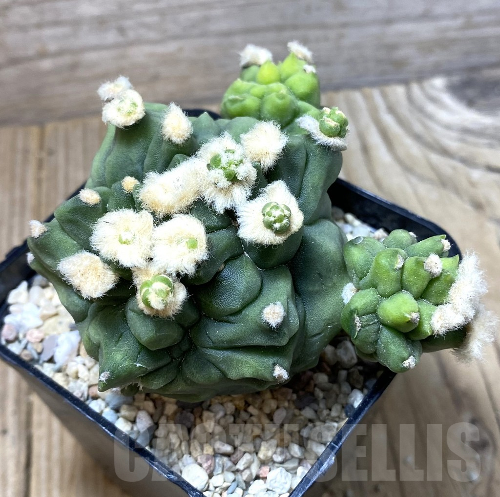 SHPR35538 Gymnocalycium mihanovichii ‘Transformer’