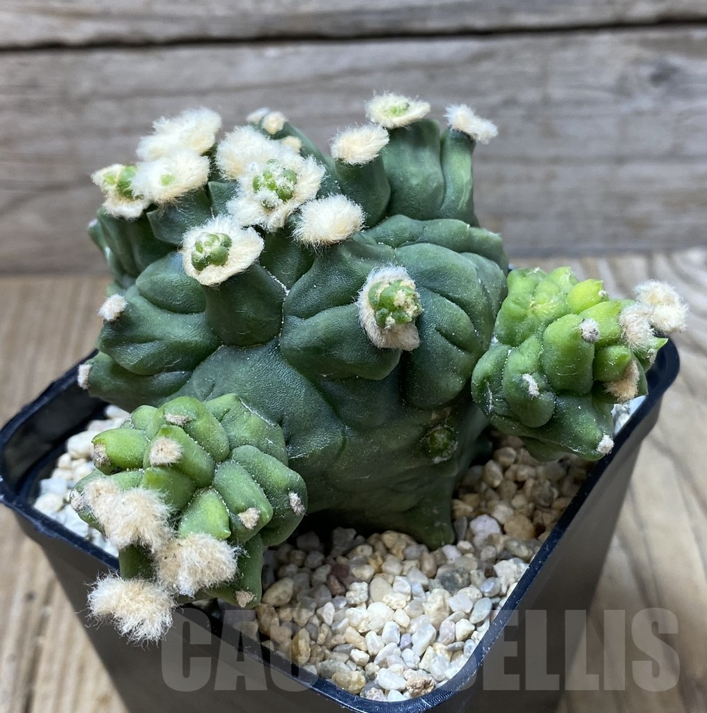 SHPR35538 Gymnocalycium mihanovichii ‘Transformer’ - Image 2