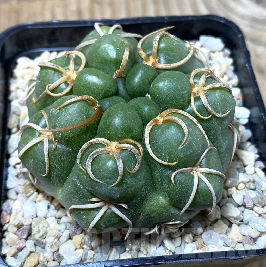 SHPR35539 Gymnocalycium denudatum ‘Kaiomaru’