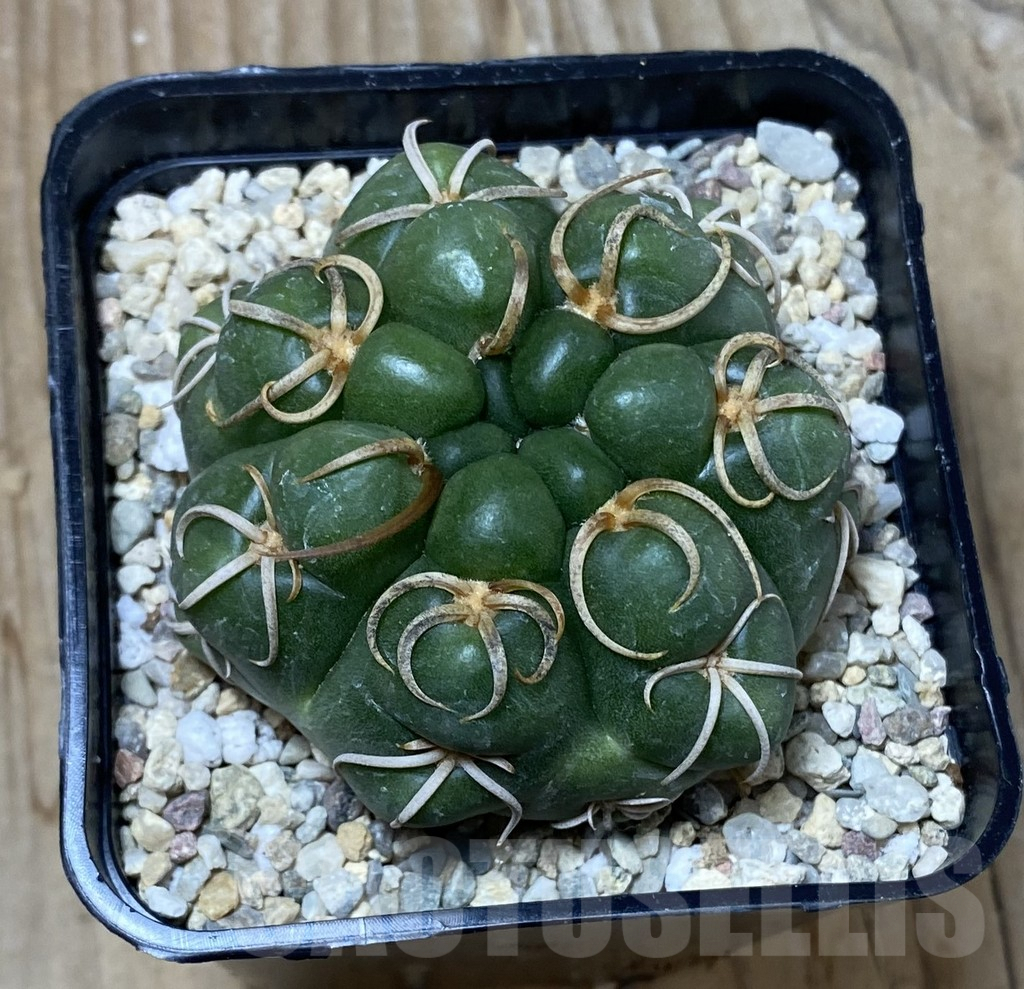 SHPR35539 Gymnocalycium denudatum ‘Kaiomaru’ - Image 2
