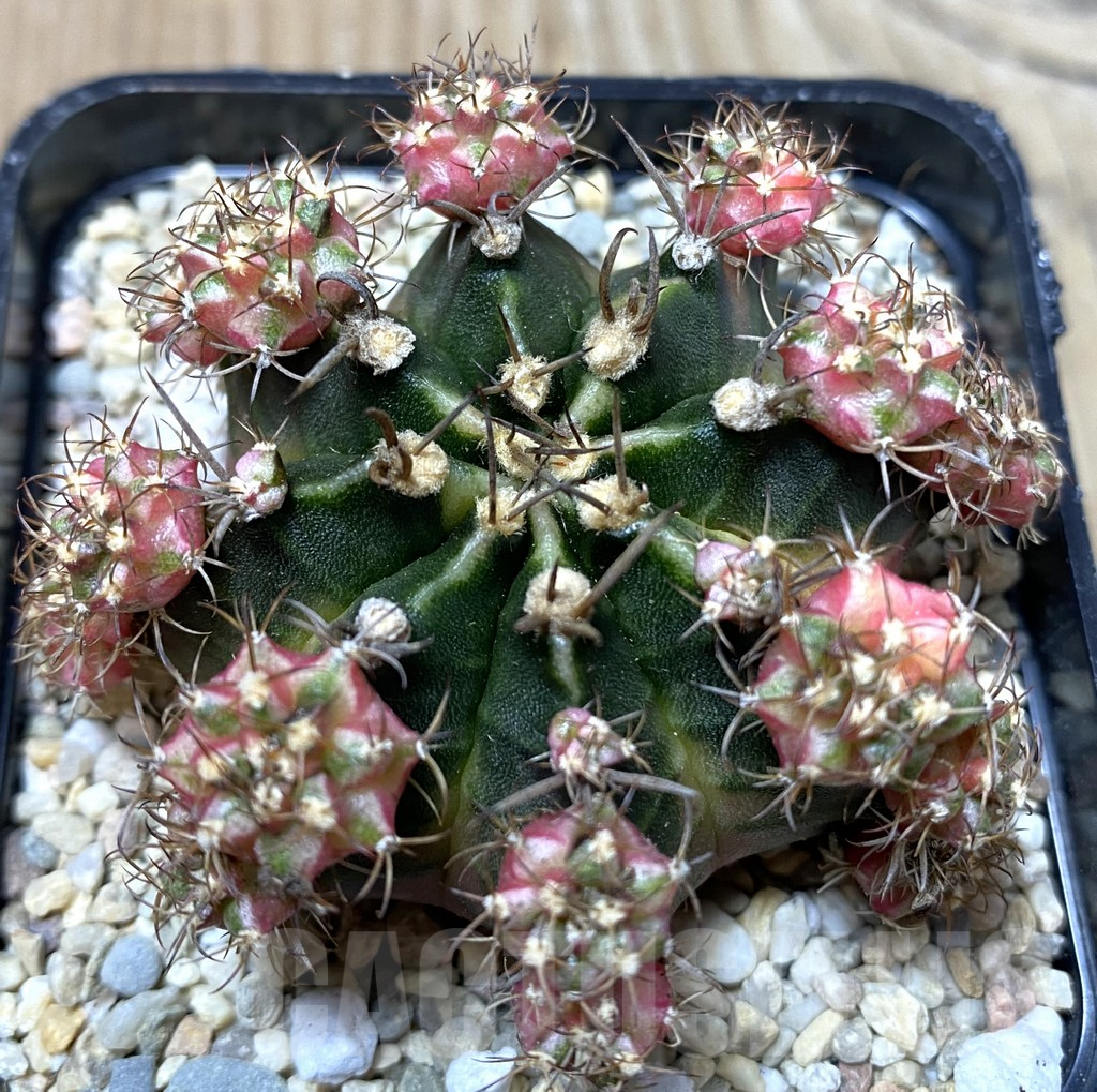 SHPR35540 Gymnocalycium mihanovichii ‘Bubbl Gum’