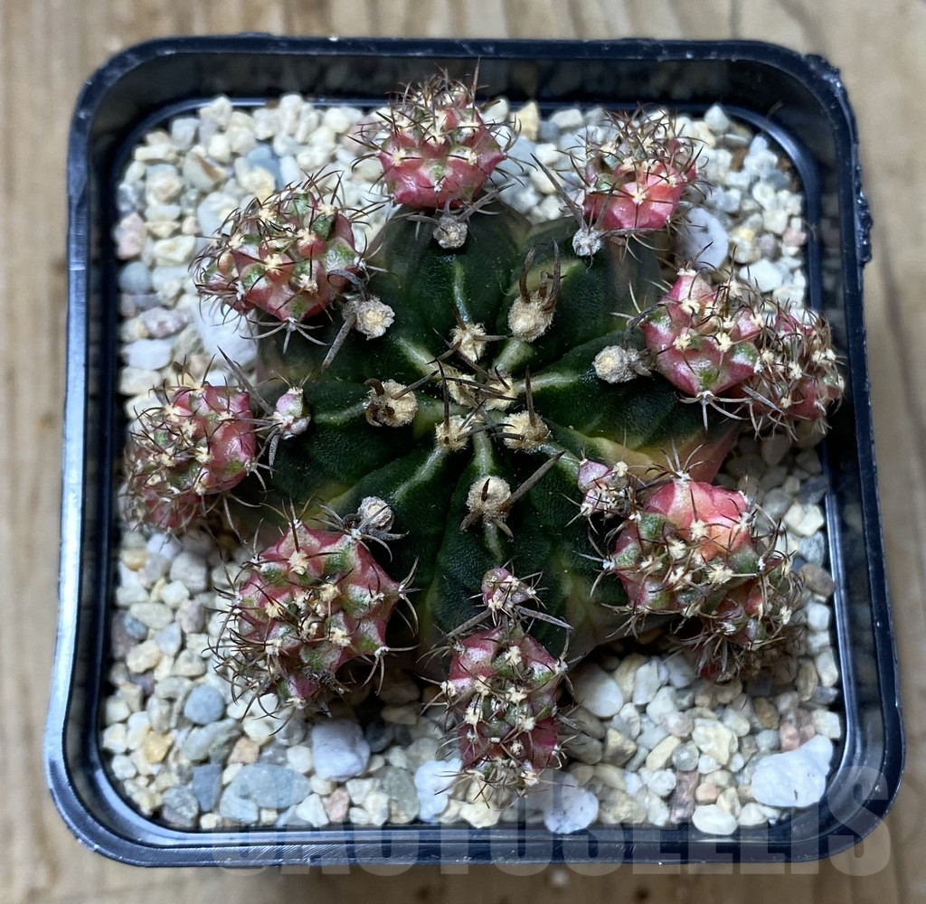 SHPR35540 Gymnocalycium mihanovichii ‘Bubbl Gum’ - Imagen 2