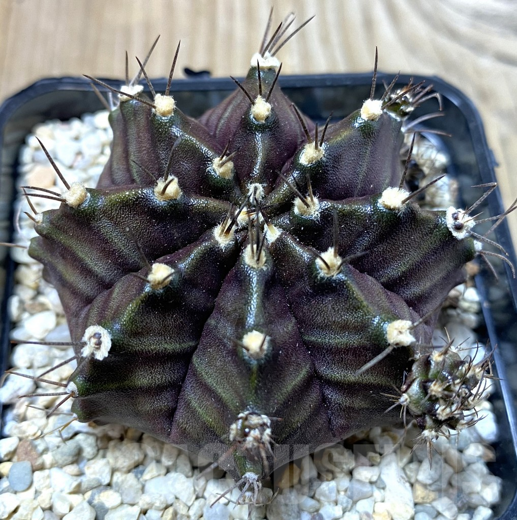 SHPR35541 Gymnocalycium mihanovichii 'Black Grandma'