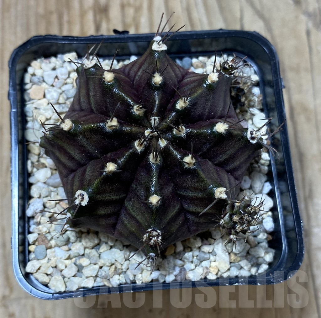 SHPR35541 Gymnocalycium mihanovichii 'Black Grandma' - 画像 (2)