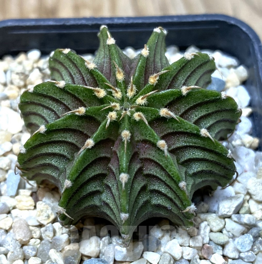 SHPR35543 Gymnocalycium friedrichii LB 2178