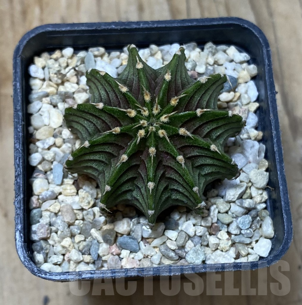 SHPR35543 Gymnocalycium friedrichii LB 2178 - Image 2