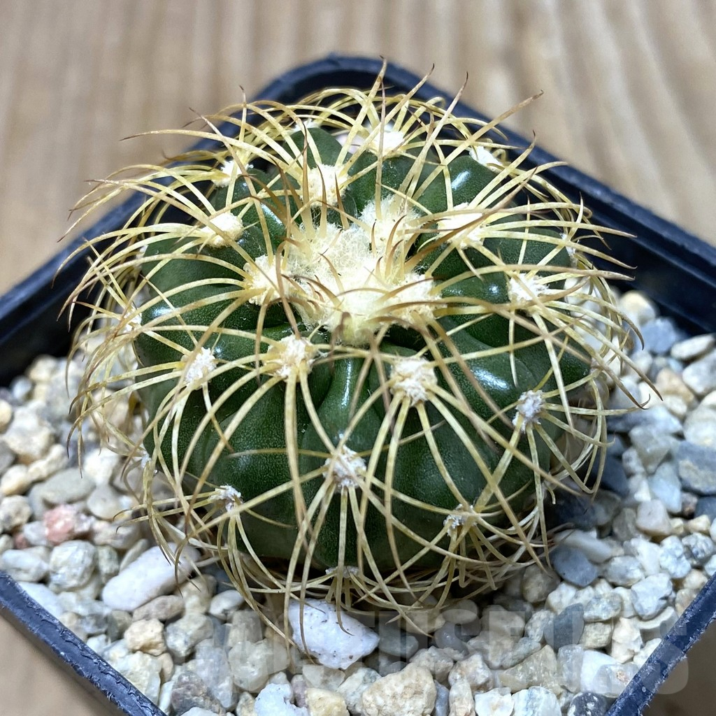 SHPR35545 Discocactus bahiensis