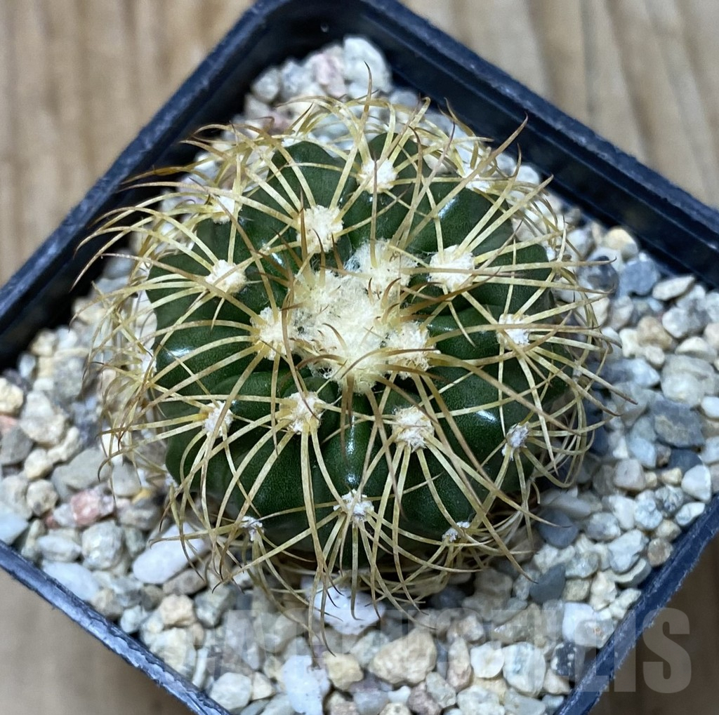 SHPR35545 Discocactus bahiensis - Image 2