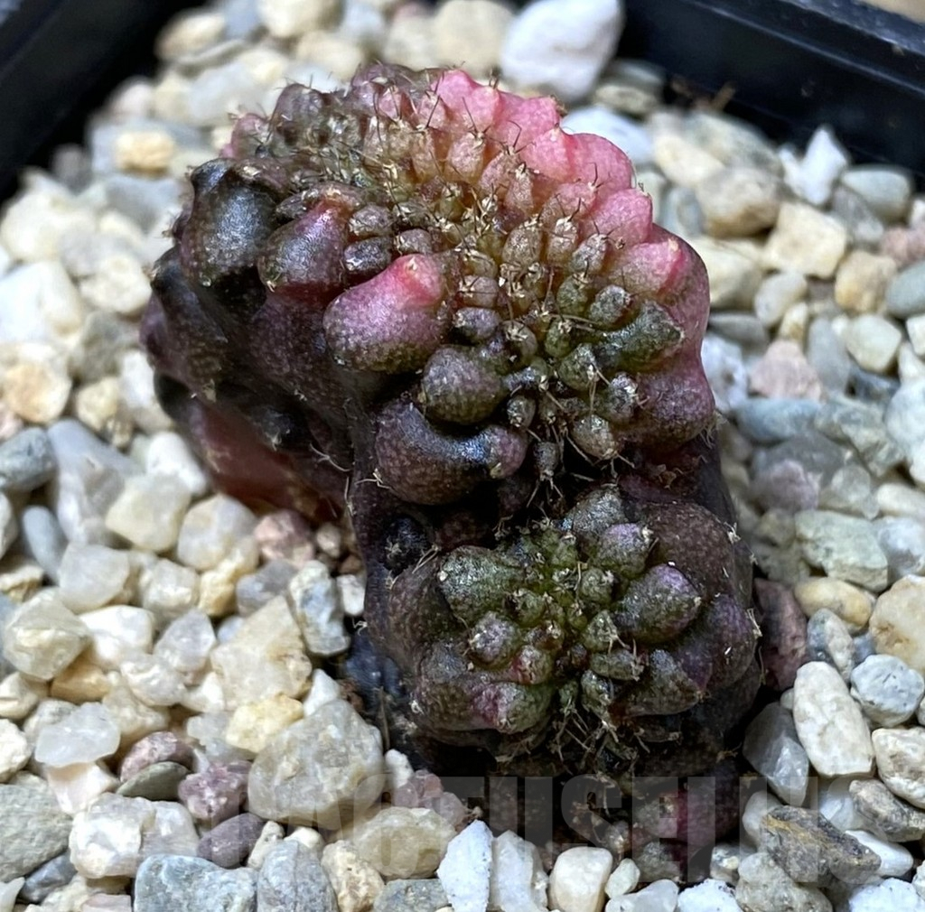 SHPR35546 Gymnocalycium mihanovichii variegata f. cristata