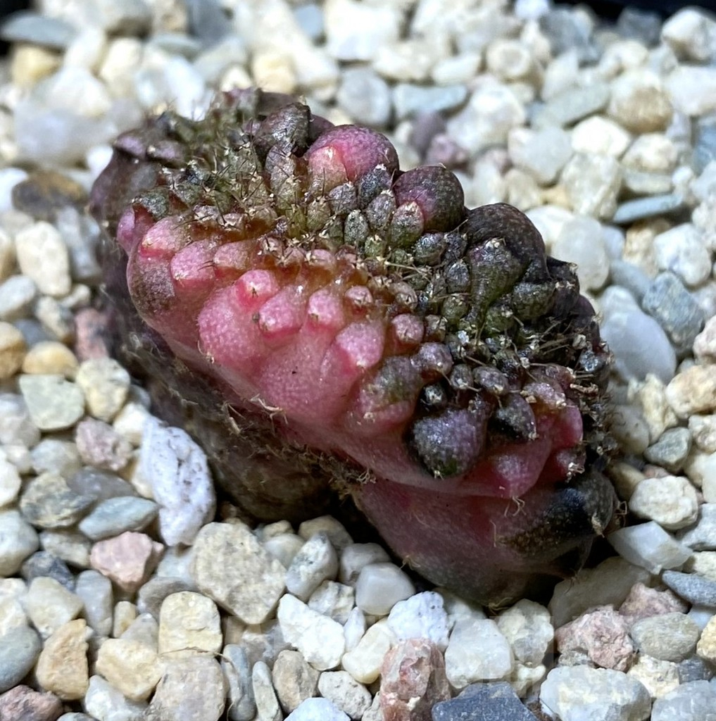 SHPR35546 Gymnocalycium mihanovichii variegata f. cristata - Image 2