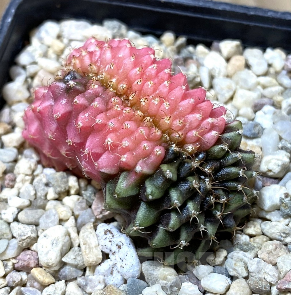 SHPR35547 Gymnocalycium mihanovichii variegata f. cristata