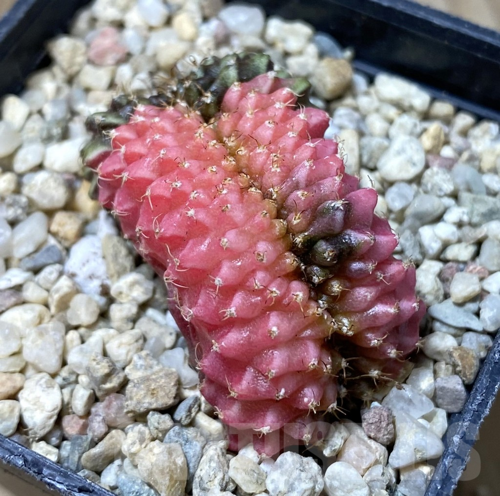SHPR35547 Gymnocalycium mihanovichii variegata f. cristata - Image 2