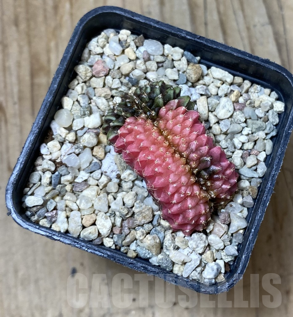 SHPR35547 Gymnocalycium mihanovichii variegata f. cristata - Image 3