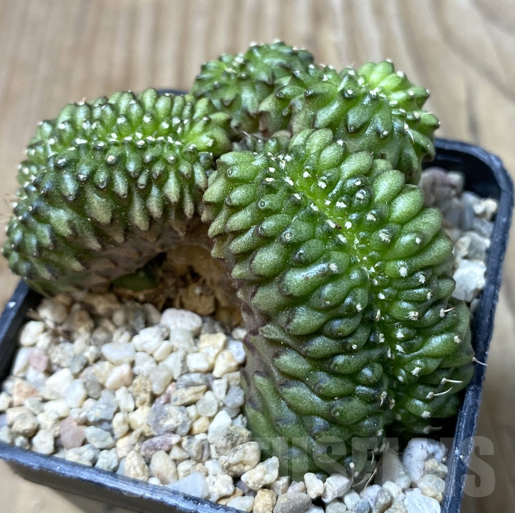 SHPR35548 Gymnocalycium mihanovichii ‘inermis’ f. cristata - Image 2