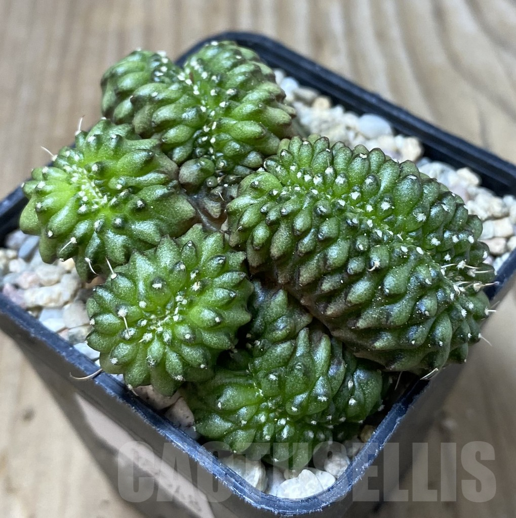SHPR35548 Gymnocalycium mihanovichii ‘inermis’ f. cristata