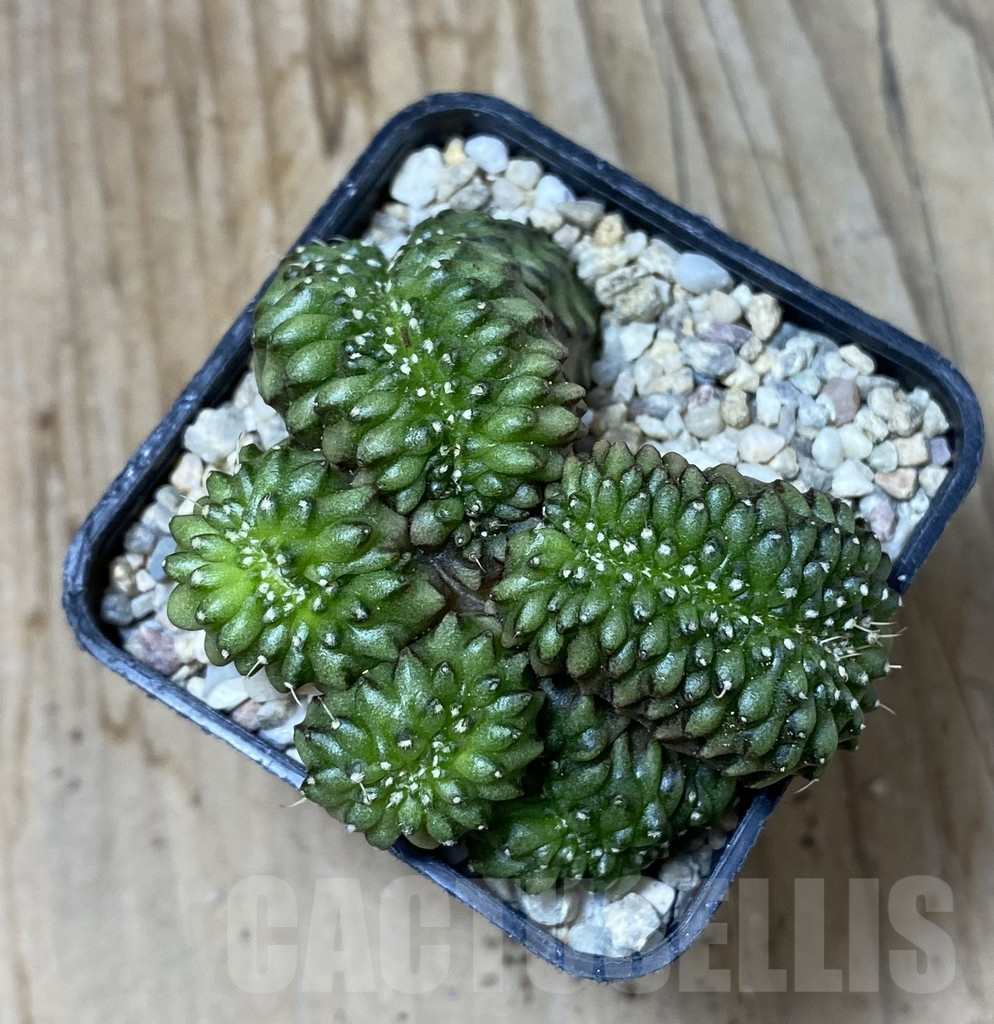 SHPR35548 Gymnocalycium mihanovichii ‘inermis’ f. cristata - Image 3