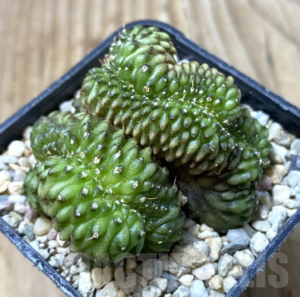 SHPR35549 Gymnocalycium mihanovichii ‘inermis’ f. cristata